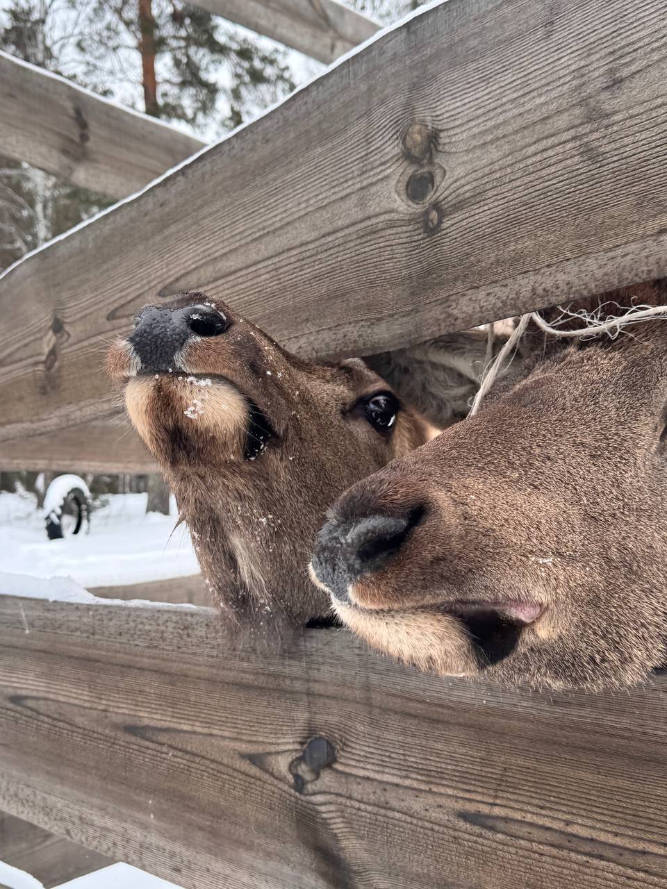 Поляна фото 7